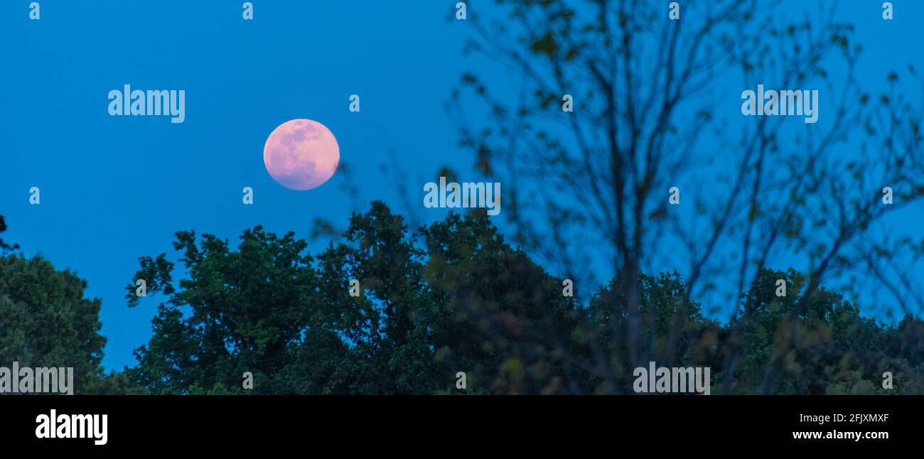 Une lune rose Supermoon s'élève au-dessus d'une ligne d'arbres dans le métro d'Atlanta, en Géorgie. Banque D'Images