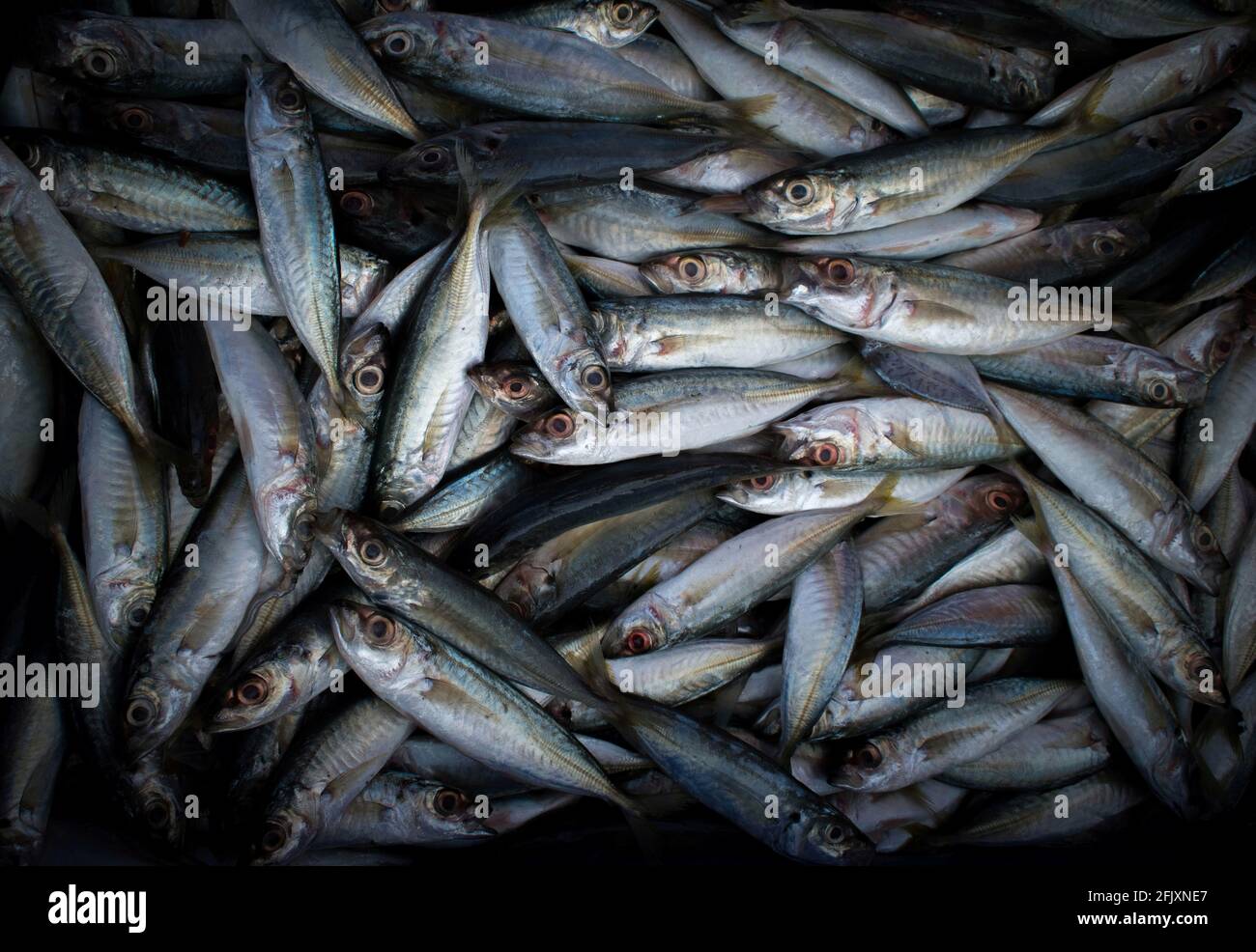 Vue de dessus de la collection de poissons de maquereau indien à vendre sur le marché Banque D'Images