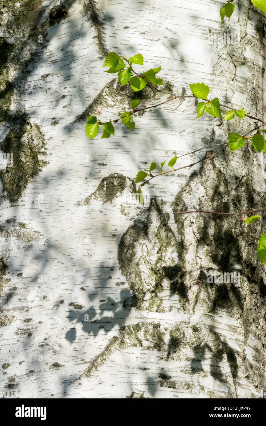 Betula pendula écorce bouleau Banque D'Images