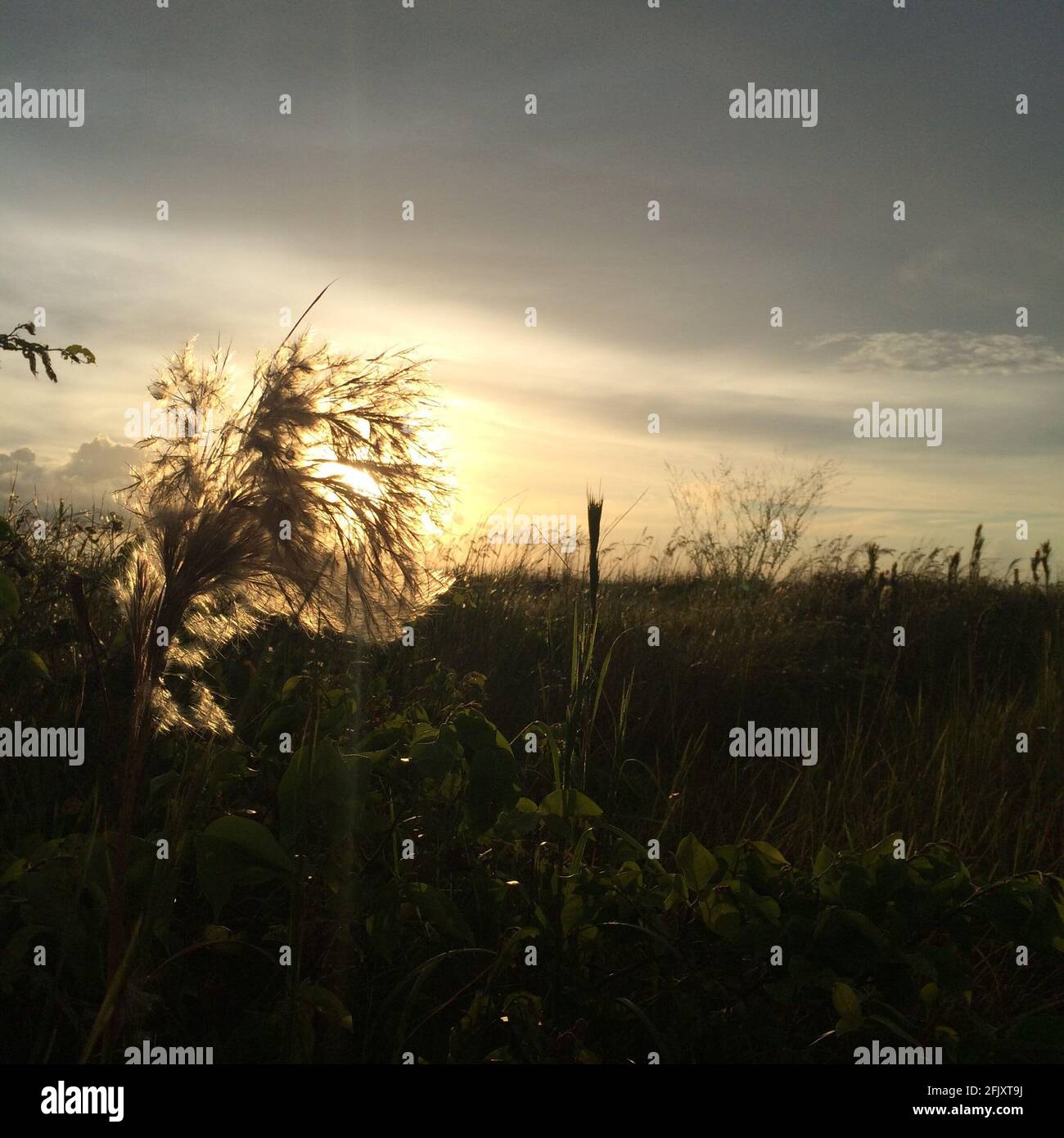 Grande fleur de pissenlit à Sarasota, FL au coucher du soleil dans un champ herbacé près de l'océan. Banque D'Images