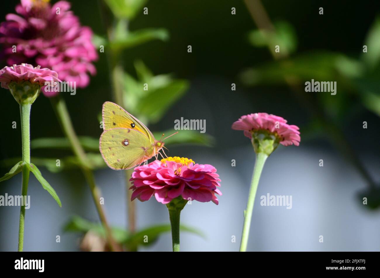 Papillons de l'Illinois sur des fleurs de jardin Banque D'Images