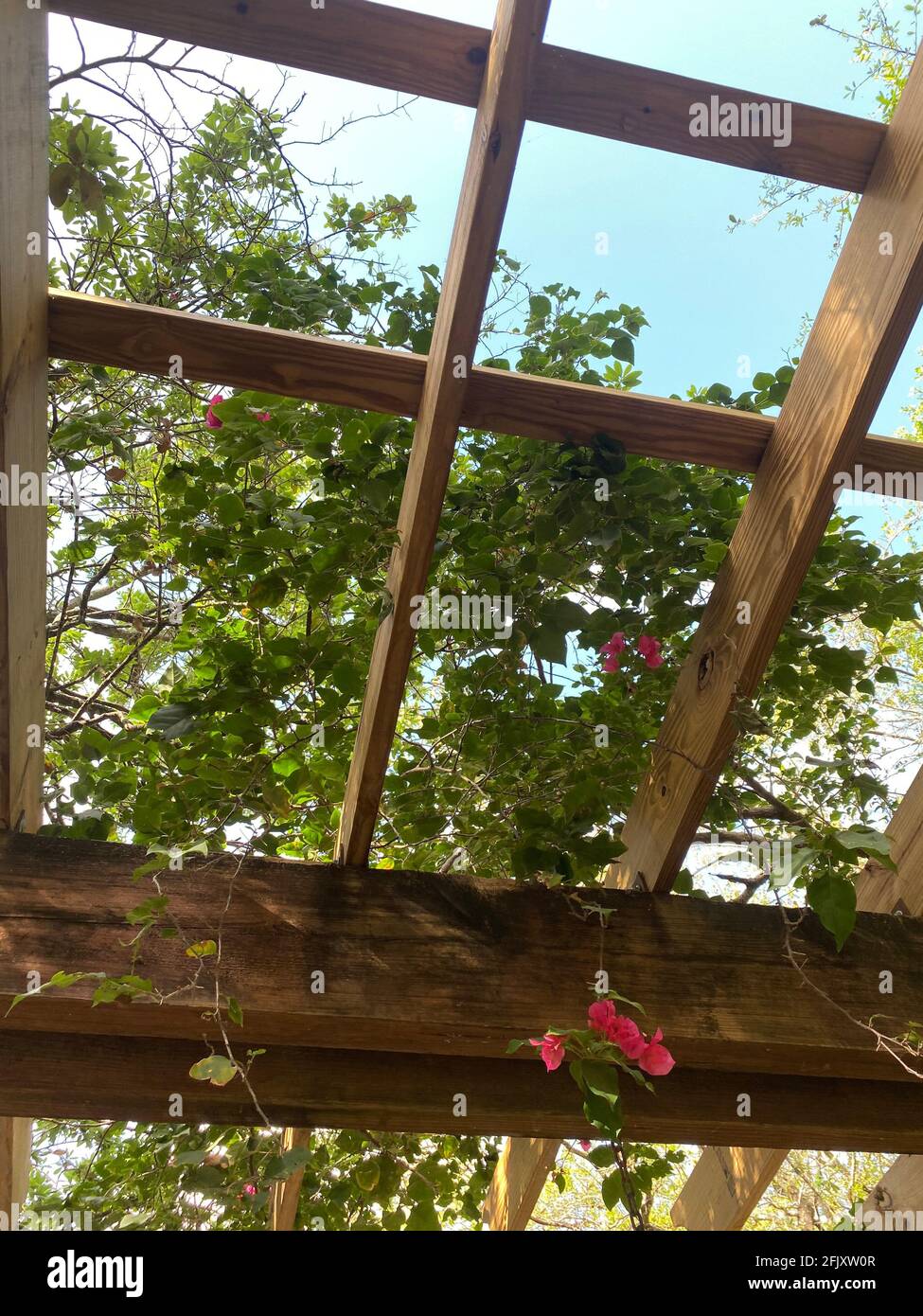 Patio jardin de printemps extérieur dans l'arrière-cour de la maison avec des fleurs et des vignes qui poussent de la pergola couvert pavillon en bois Banque D'Images