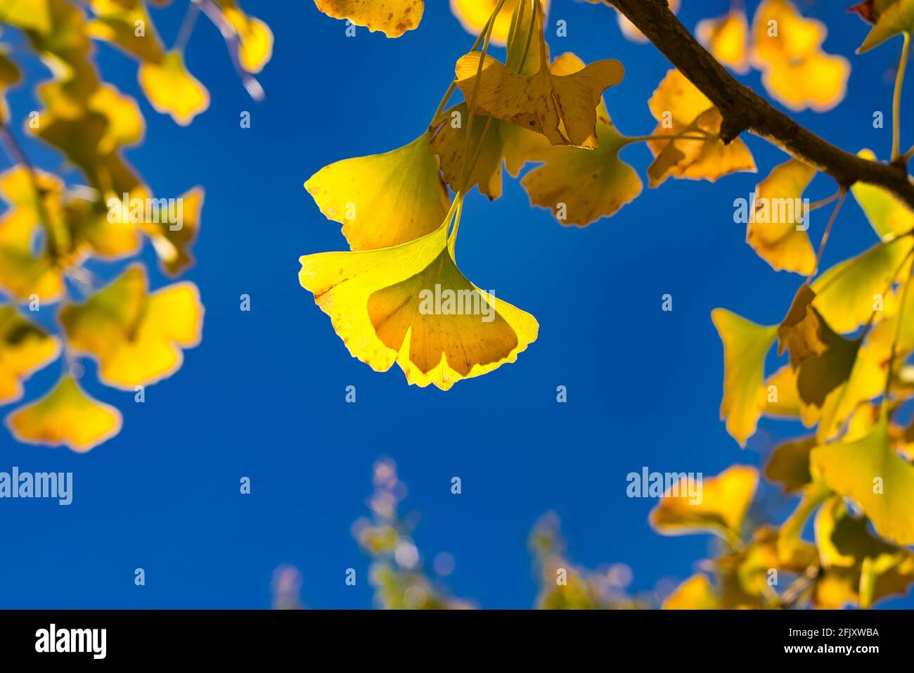 Ginkgo (Ginkgo biloba) feuilles jaunes avec ciel bleu en arrière-plan. Diverses espèces végétales et paysages naturels. Ferme Wuling en hiver, Taïwan. Déc Banque D'Images