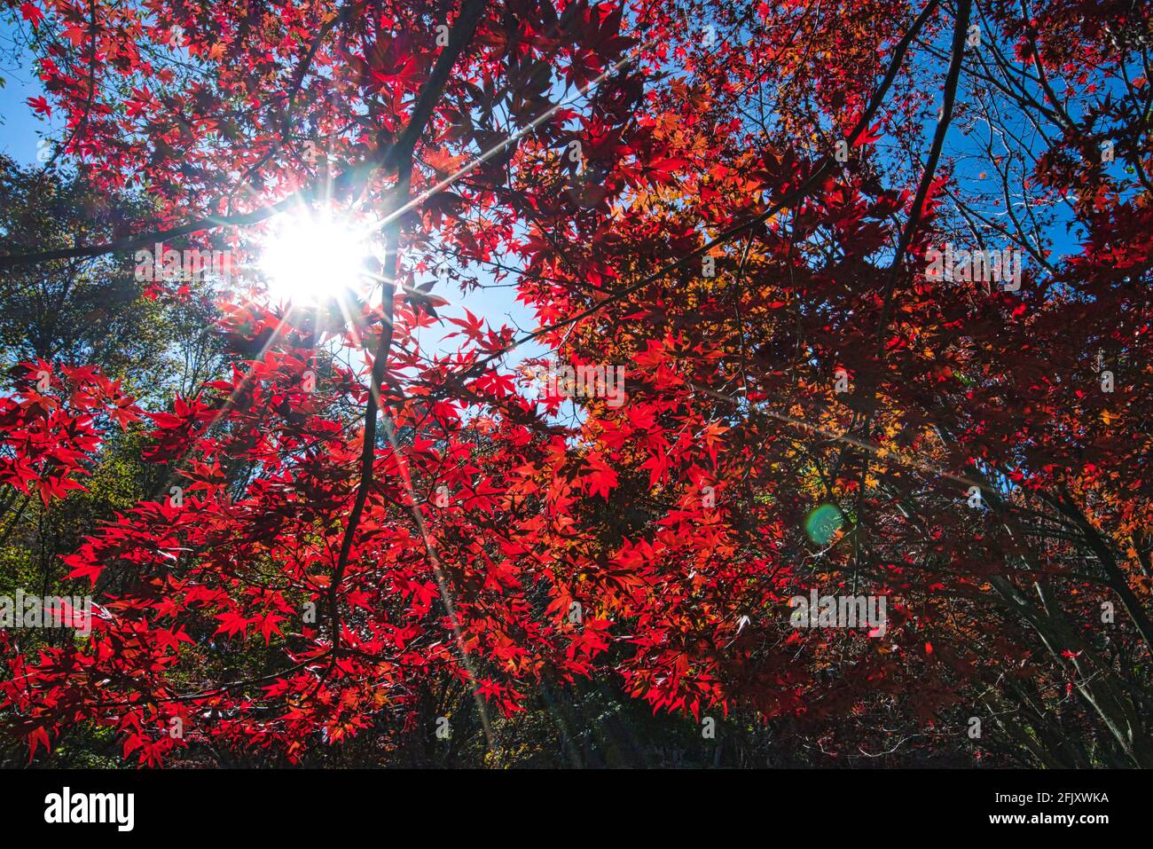 Les belles feuilles rouges de l'érable, les feuilles d'érable de couleur automnale. Diverses espèces végétales et paysages naturels. Ferme Wuling en hiver, Taïwan. Banque D'Images