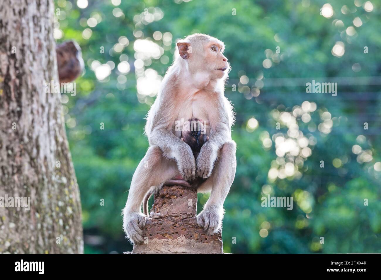 Portrait de la mère singe et bébé mangeant concombre Banque D'Images