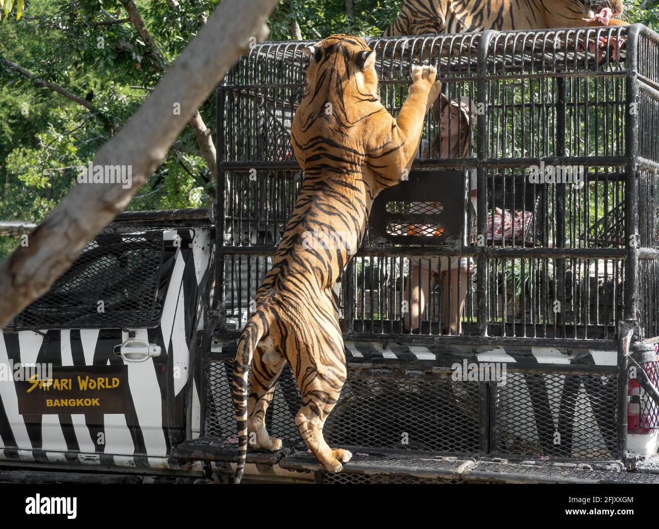 Bangkok, Thaïlande - 09 décembre 2019 : la fille nourrit les tigres du bengale au zoo Safari World. Banque D'Images