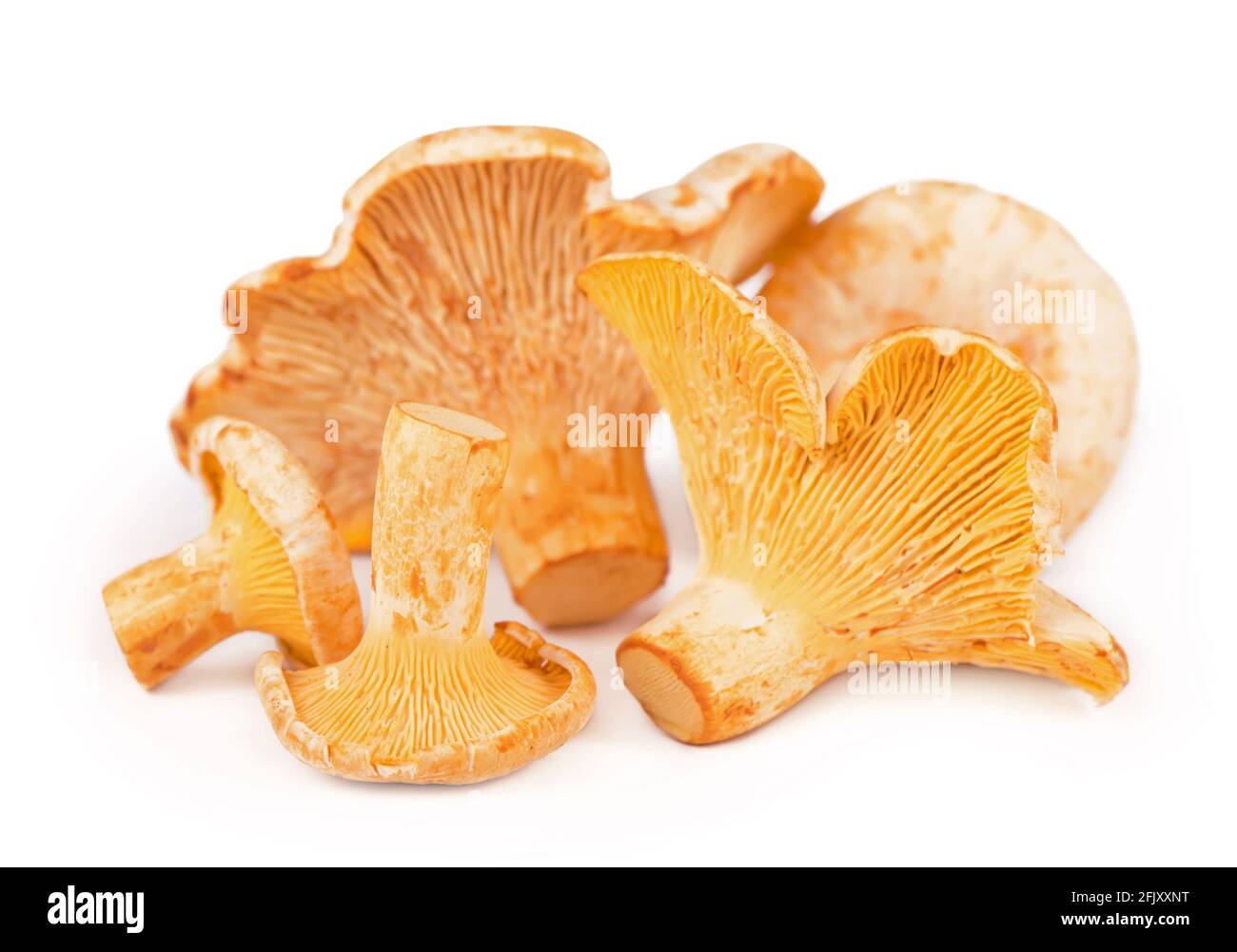 Chanterelle champignons isolés sur fond blanc. Banque D'Images