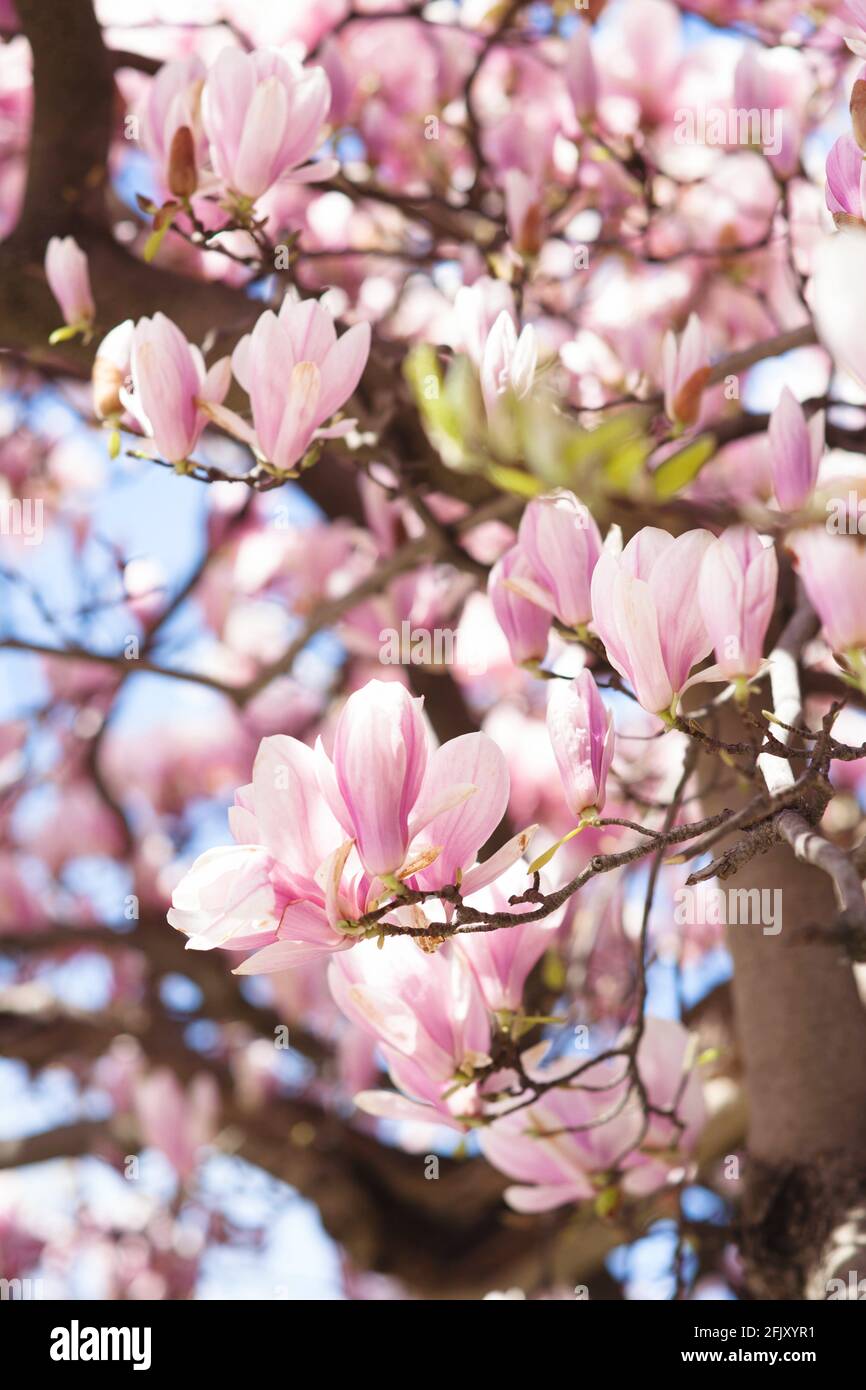 Magnolia rose fleuri sur fond bleu ciel Banque D'Images