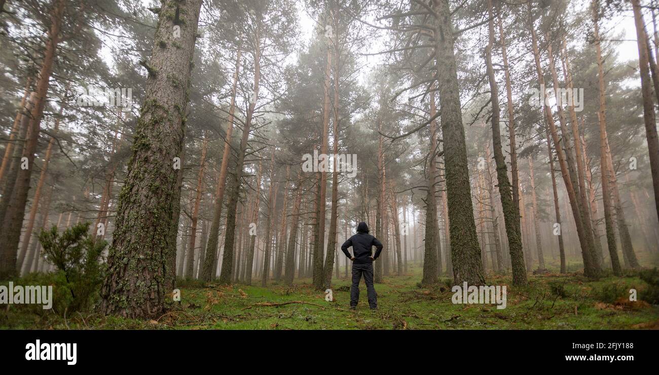 Homme perdu au milieu de la forêt. Personne désorientée dans le brouillard. Photographie panoramique de la nature dans la forêt de pins. Banque D'Images