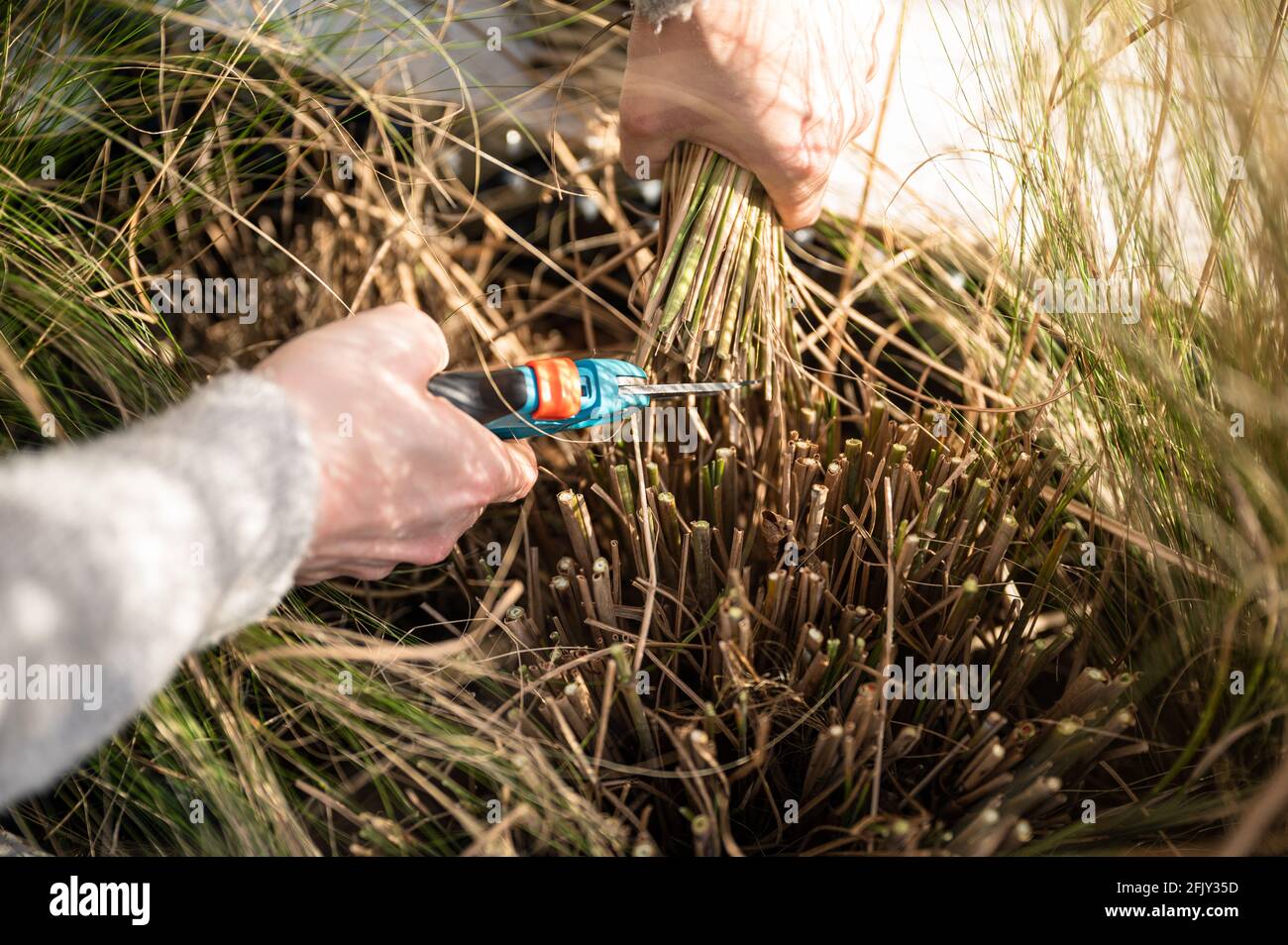 Jeune femme blonde coupant l'herbe de zèbre (Miscanthus sinensis zebrinus), ou l'herbe de porc-épic dans le jardin Banque D'Images