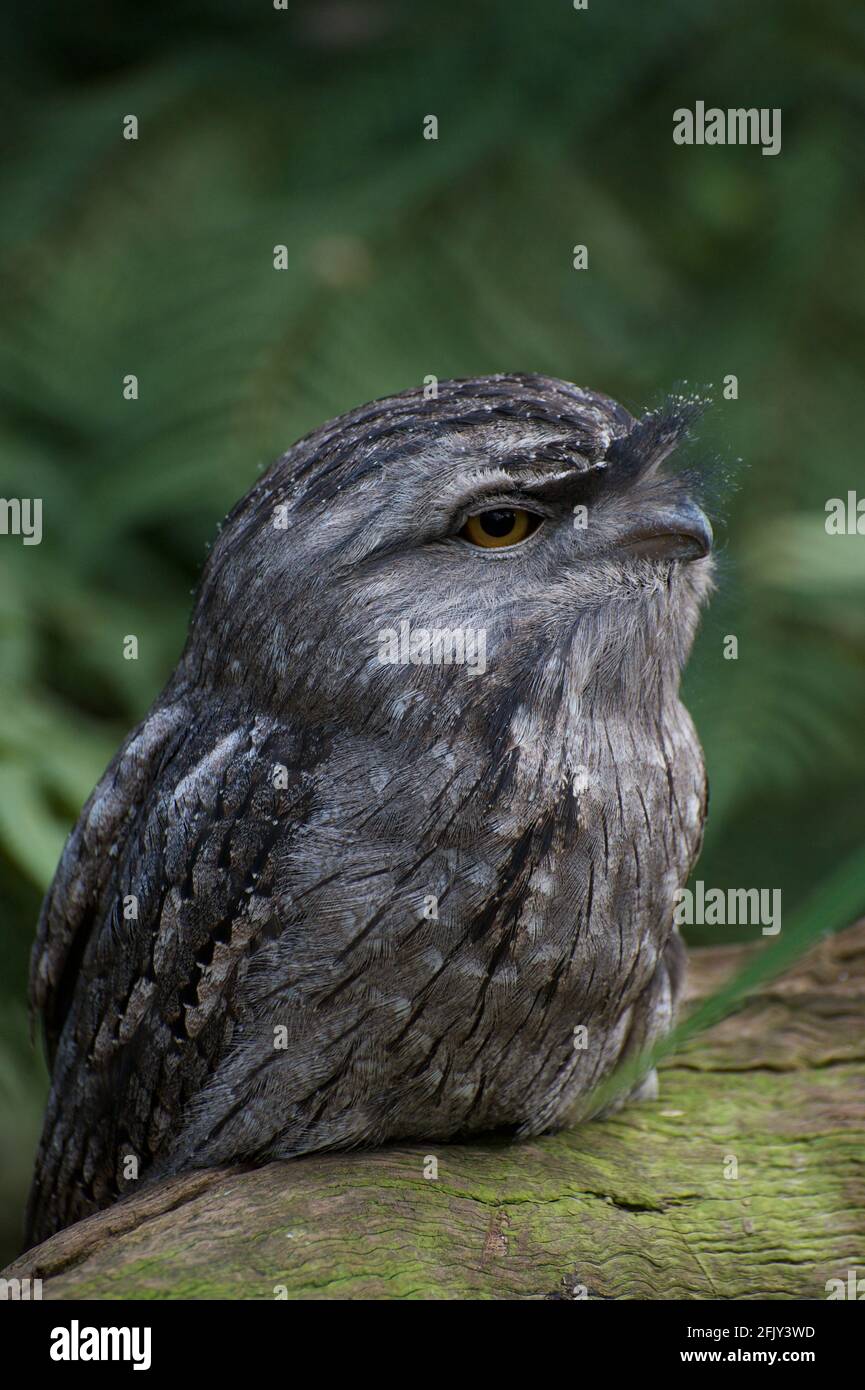 Une grenouille tawny (Podargus Strigoides) faire ce que les Frogmouths font le mieux - regarder! Ces oiseaux populaires sont communs en Australie - mais difficile à voir. Banque D'Images