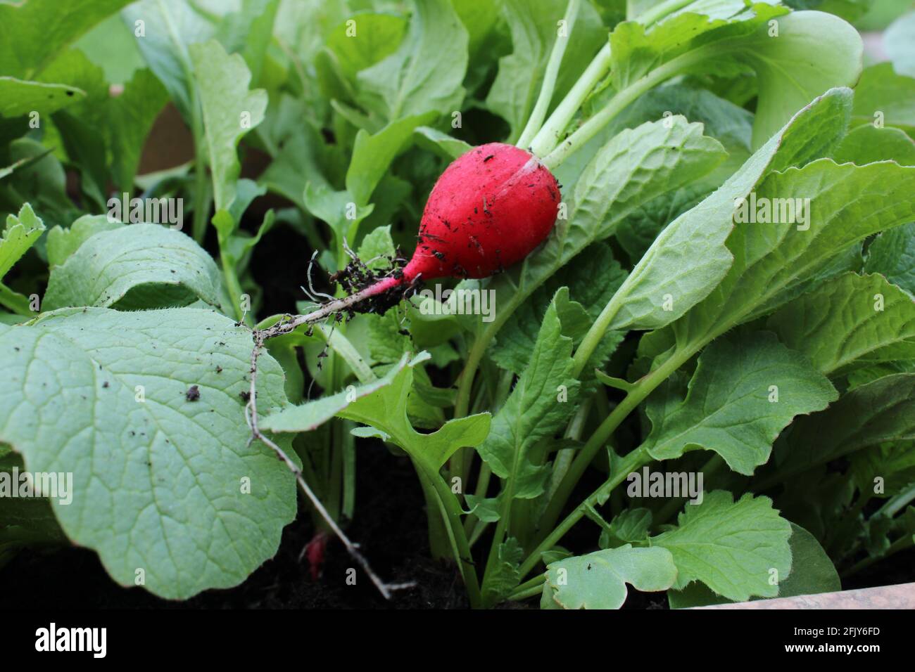 Radis cultivés à la maison, cultivés dans un concept de conteneur Banque D'Images