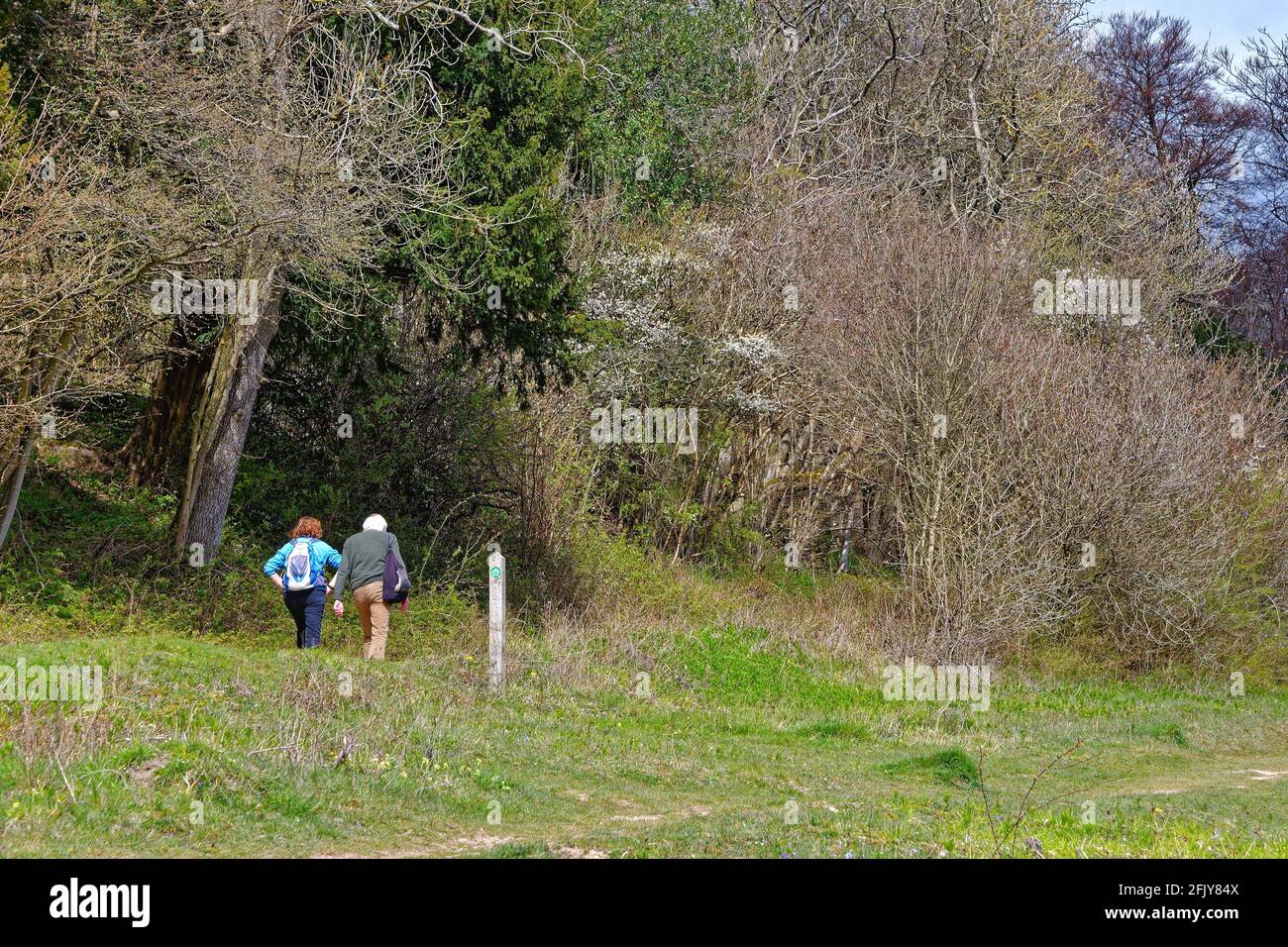 Un couple de personnes âgées s'est évertie à flanc de colline sur la piste de North Downs Way à White Downs près de Dorking lors d'une journée de printemps ensoleillée, Surrey Hills, Angleterre, Royaume-Uni Banque D'Images