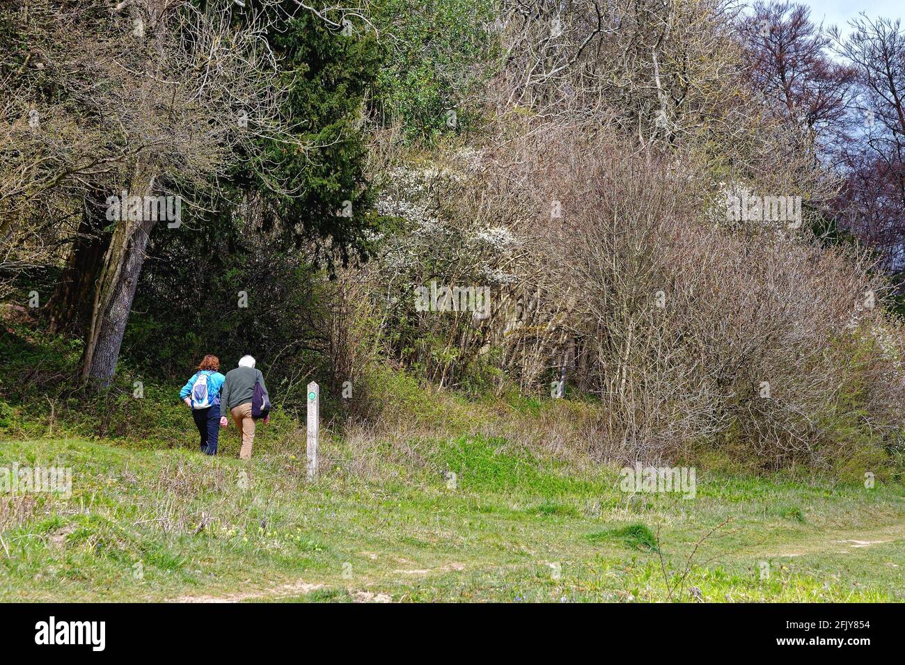 Un couple de personnes âgées se bat à flanc de colline sur North Downs Way Sentier à White Downs, près de Dorking, au cours d'une source ensoleillée Day, Surrey Hills, Angleterre, Royaume-Uni Banque D'Images