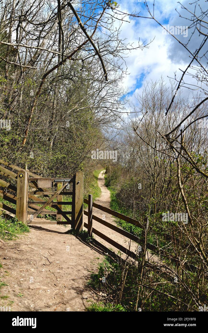 Le sentier North Downs Way sur White Downs dans l' Surrey Hills près de Dorking, sur un jour ensoleillé de printemps Surrey Angleterre Royaume-Uni Banque D'Images