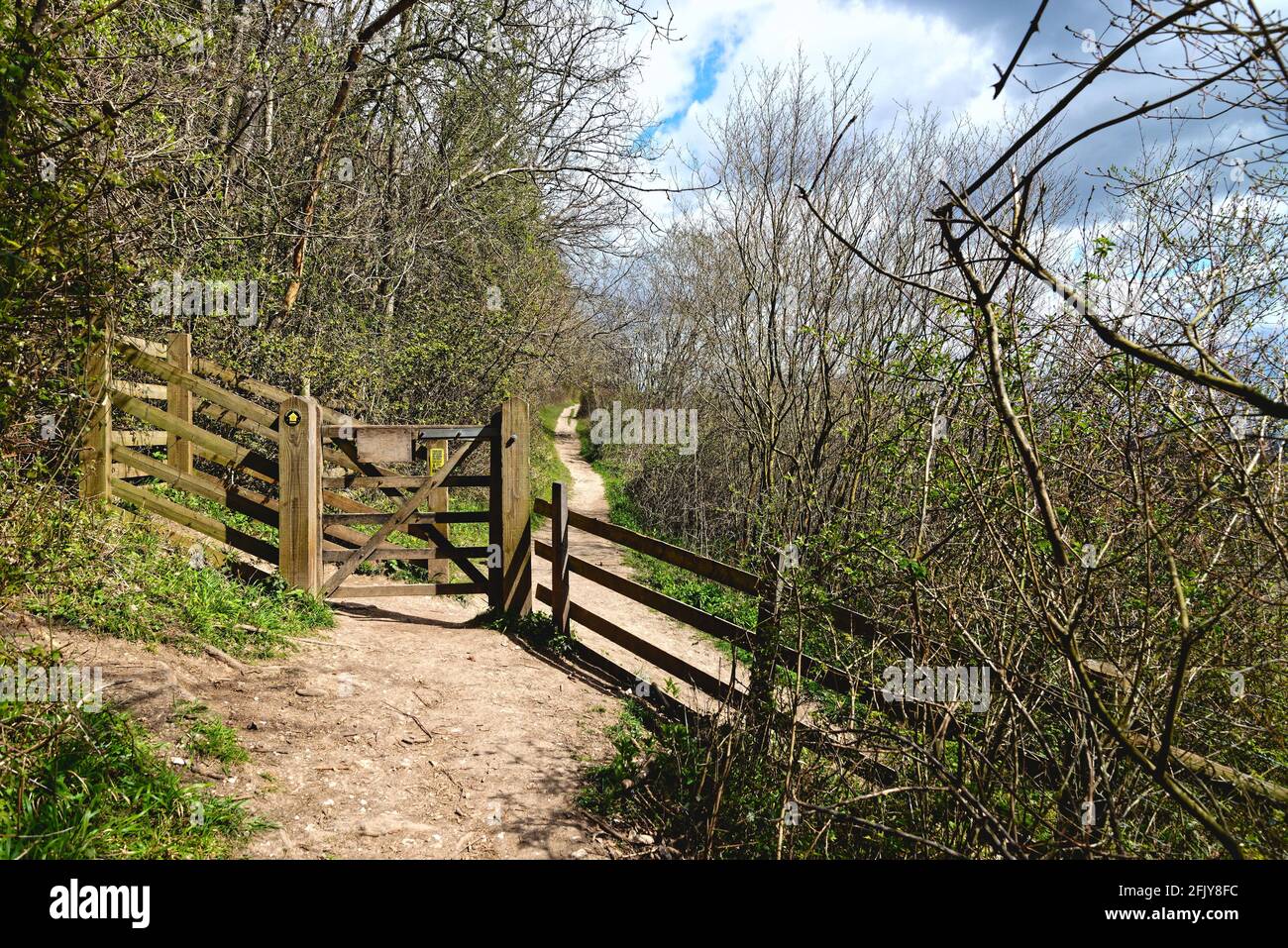 Le sentier North Downs Way sur White Downs dans l' Surrey Hills près de Dorking, sur un jour ensoleillé de printemps Surrey Angleterre Royaume-Uni Banque D'Images