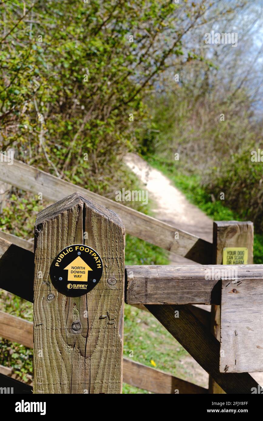 Le sentier North Downs Way sur White Downs dans l' Surrey Hills près de Dorking, sur un jour ensoleillé de printemps Surrey Angleterre Royaume-Uni Banque D'Images