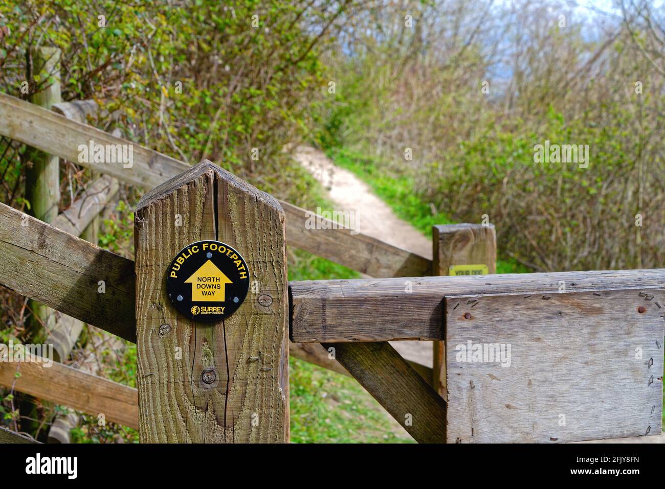 Le sentier North Downs Way sur White Downs dans l' Surrey Hills près de Dorking, sur un jour ensoleillé de printemps Surrey Angleterre Royaume-Uni Banque D'Images