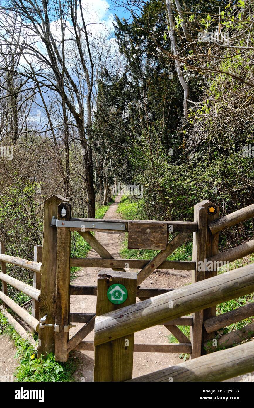 Le sentier North Downs Way sur White Downs dans l' Surrey Hills près de Dorking, sur un jour ensoleillé de printemps Surrey Angleterre Royaume-Uni Banque D'Images