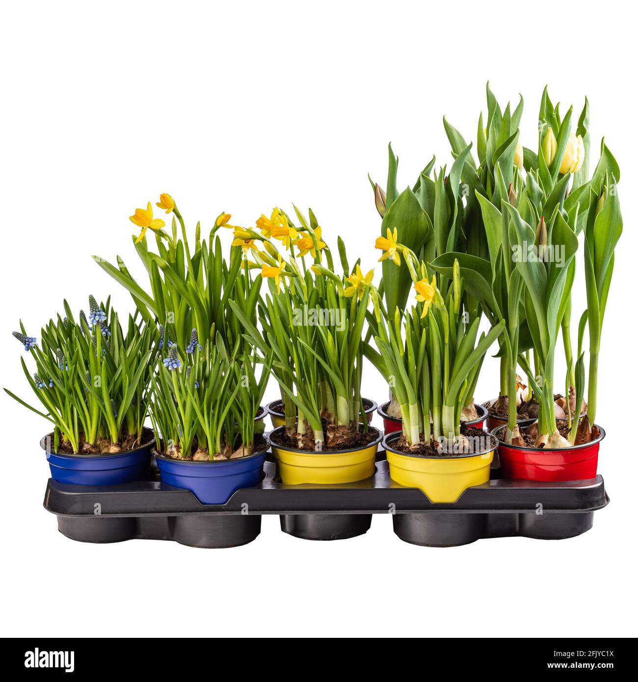 Muscari, jonquille et tulipe en pot de fleurs prêt à la vente isolé sur  fond blanc Photo Stock - Alamy
