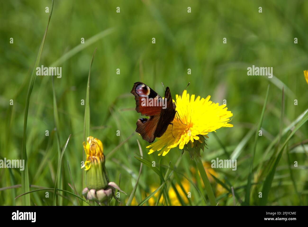 Aglais IO Peacock papillon est assis sur un pissenlit jaune Sur un pré à Altenrhein en Suisse 21.4.2021 Banque D'Images