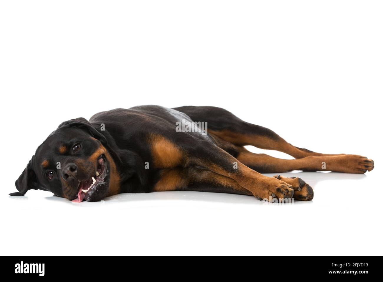 Chien Rottweiler isolé sur fond blanc Banque D'Images