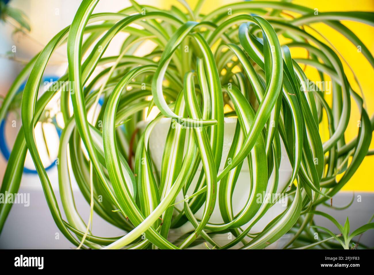 Maison usine CHLOROPHYTUM gros plan. Mise au point sélective Banque D'Images