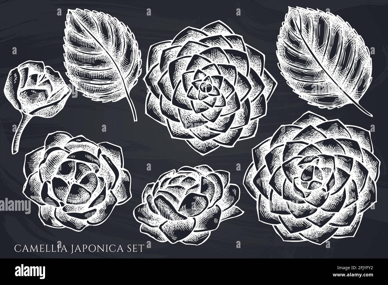 Ensemble vectoriel de craie manuelle camellia japonica Illustration de Vecteur