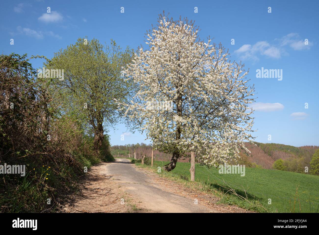 Magnifique arbre en fleurs à côté de la route, Bergisches Land, Allemagne Banque D'Images