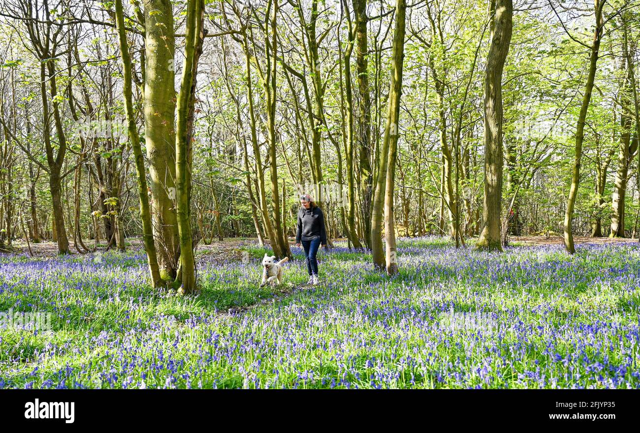 Brighton Royaume-Uni 27 avril 2021 - Henson un petit coolé doré se promette à travers un tapis de cloches au soleil du printemps tôt le matin à Stanmer Park Great Wood , Brighton , Sussex : Credit Simon Dack / Alamy Live News Banque D'Images