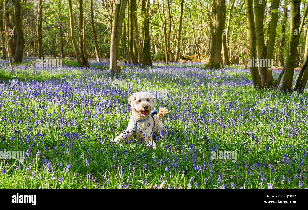 Brighton Royaume-Uni 27 avril 2021 - Henson un petit coolé doré se promette à travers un tapis de cloches au soleil du printemps tôt le matin à Stanmer Park Great Wood , Brighton , Sussex : Credit Simon Dack / Alamy Live News Banque D'Images