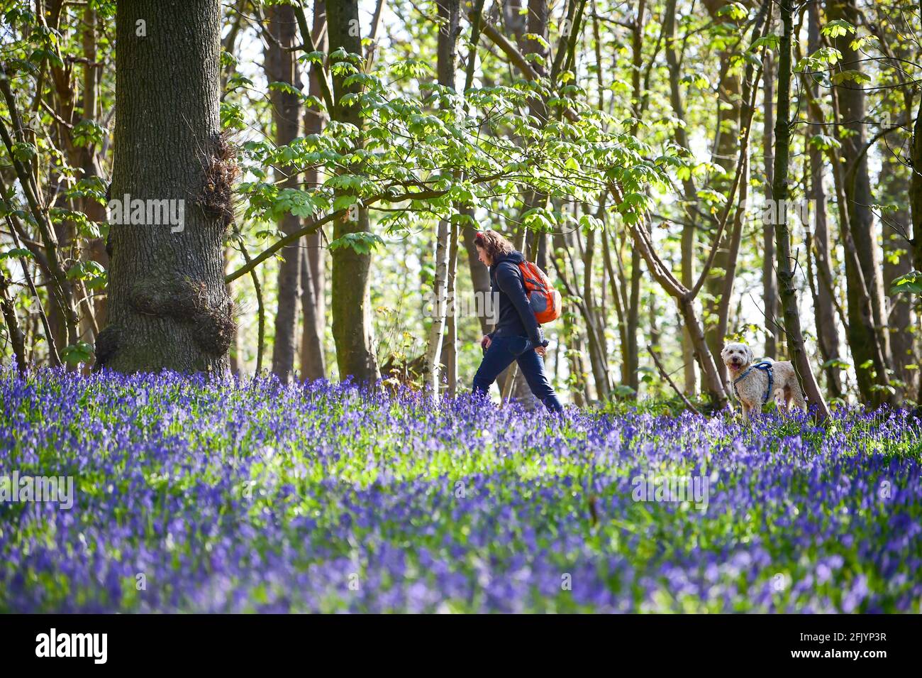 Brighton Royaume-Uni 27 avril 2021 - Henson un petit coolé doré se promette à travers un tapis de cloches au soleil du printemps tôt le matin à Stanmer Park Great Wood , Brighton , Sussex : Credit Simon Dack / Alamy Live News Banque D'Images
