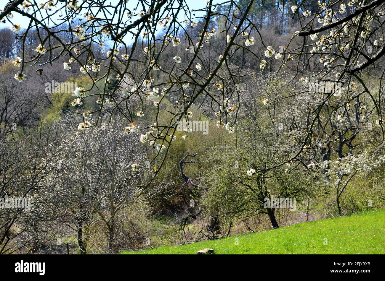 Paysage avec des arbres en fleurs sur un pré à Witzenhausen Wendershausen, Allemagne Banque D'Images