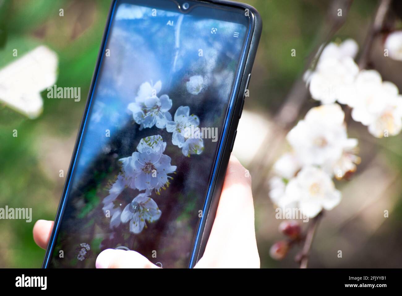 Faire à la main photo de fleurs d'abricot en fleurs sur téléphone mobile pour le réseau social. Écran Smarthone avec photographie de fleurs gros plan. Entrez dans le printemps bo Banque D'Images