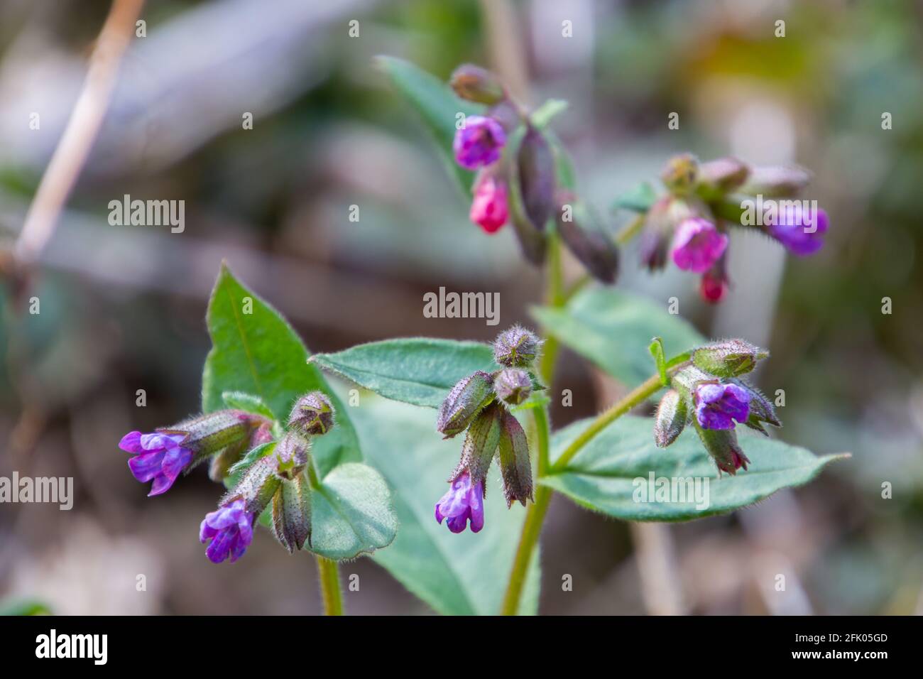 Gros plan de la fleur bleue de lungwort avec espace de copie, également appelée Pulmonaria officinalis ou Lungenkraut Banque D'Images