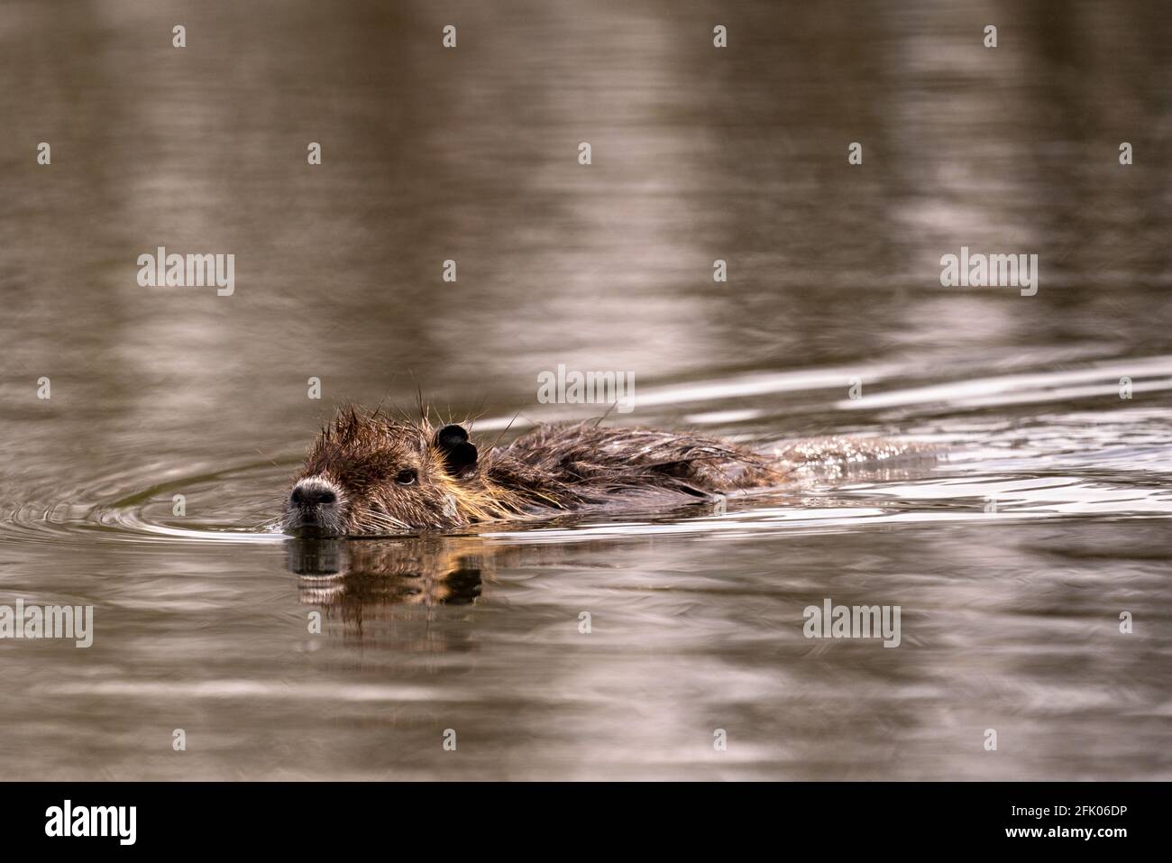 Gros plan d'un coypu sur le lac Banque D'Images