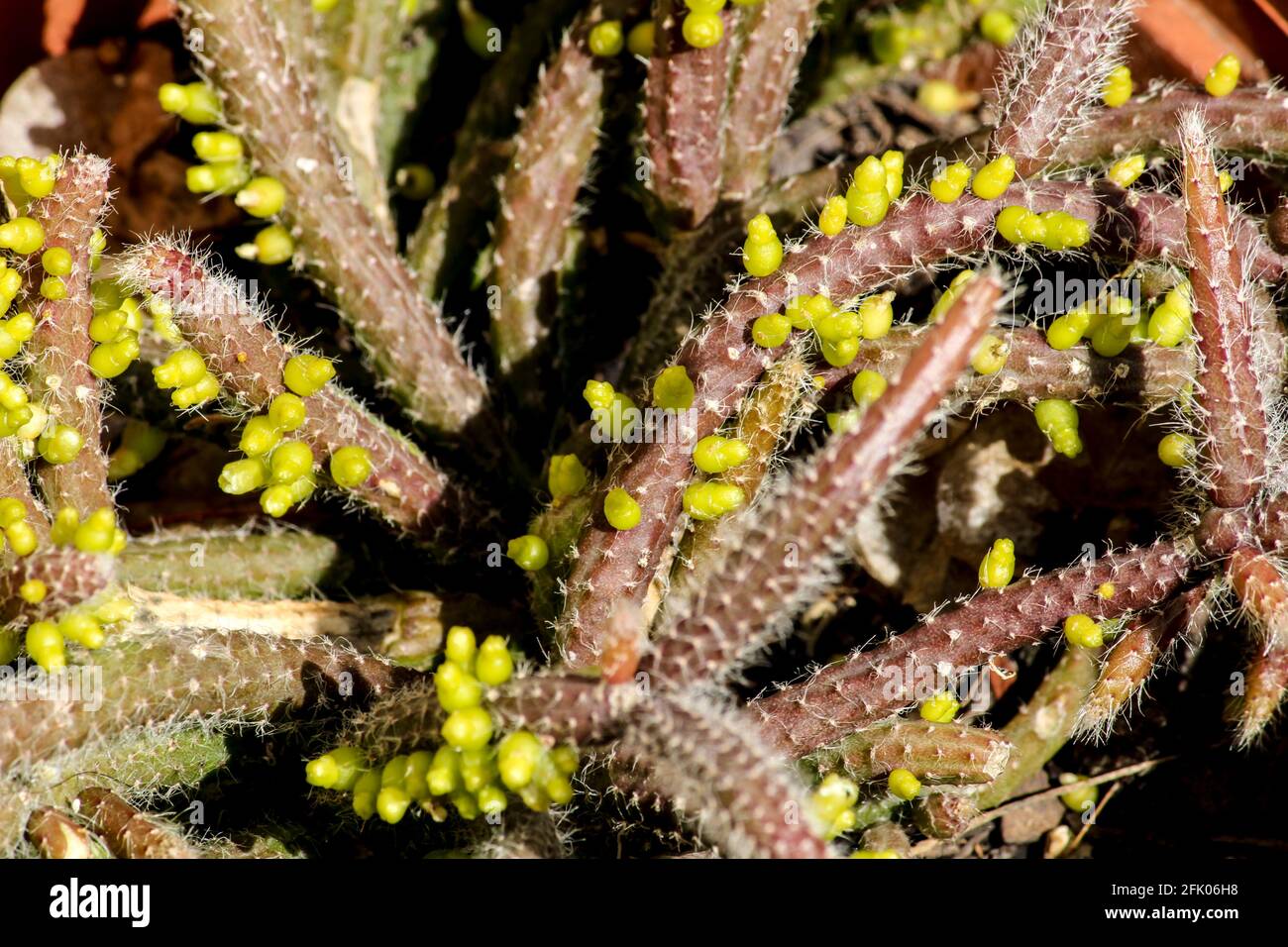 Belle plante de Rhipsalis Baccifera horrida dans le jardin en Espagne Banque D'Images