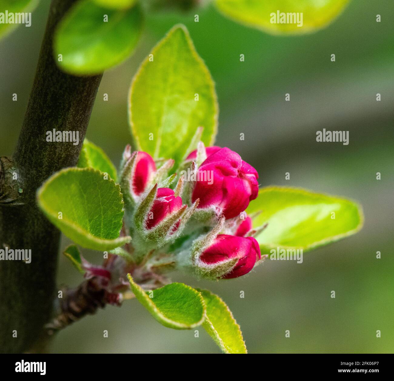 Macro gros plan de pommiers bourgeons faible profondeur de champ dans l'époque du printemps anglais. Banque D'Images