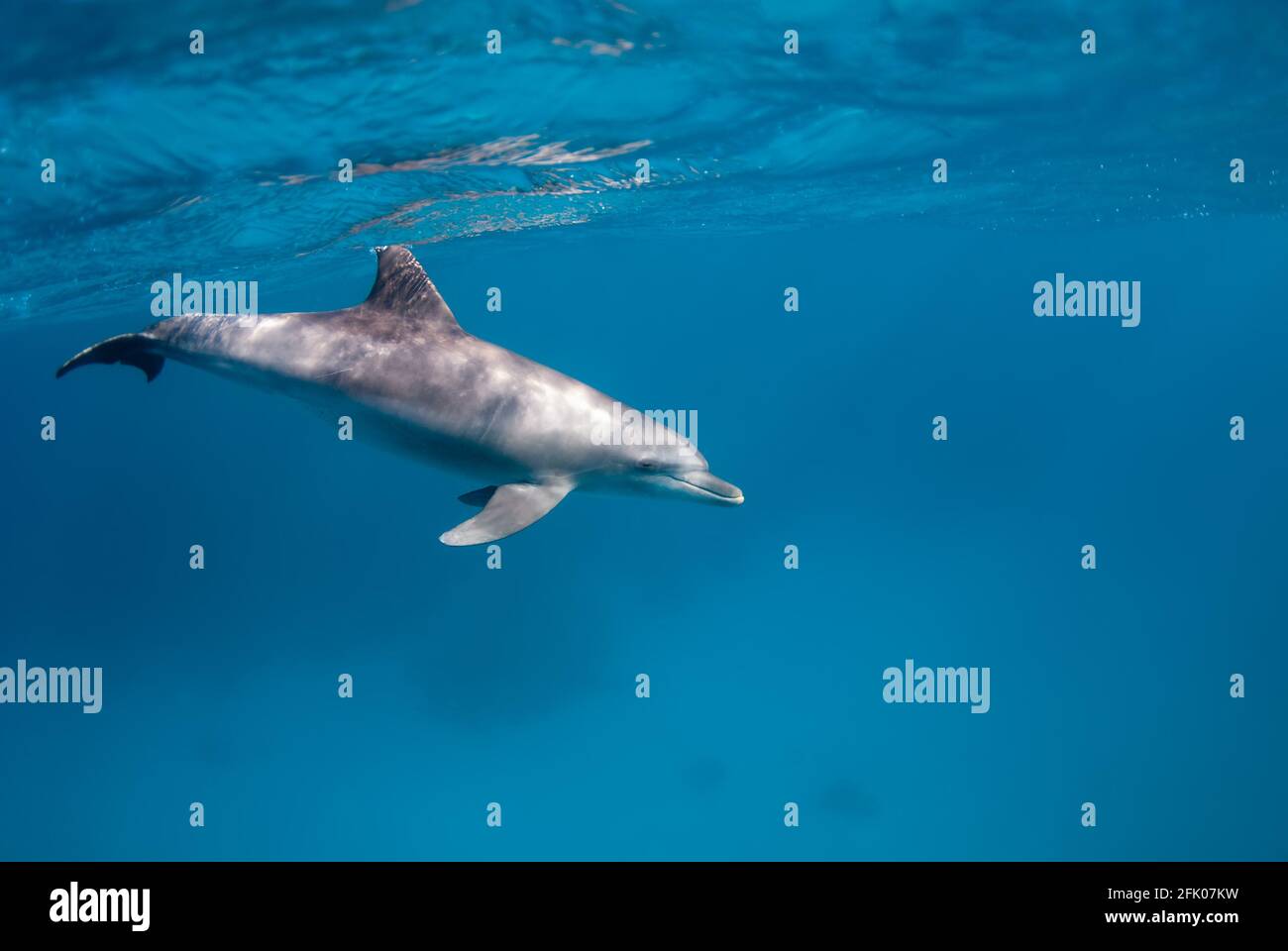 Nage avec les dauphins dans les eaux bleues et claires du mer rouge Banque D'Images