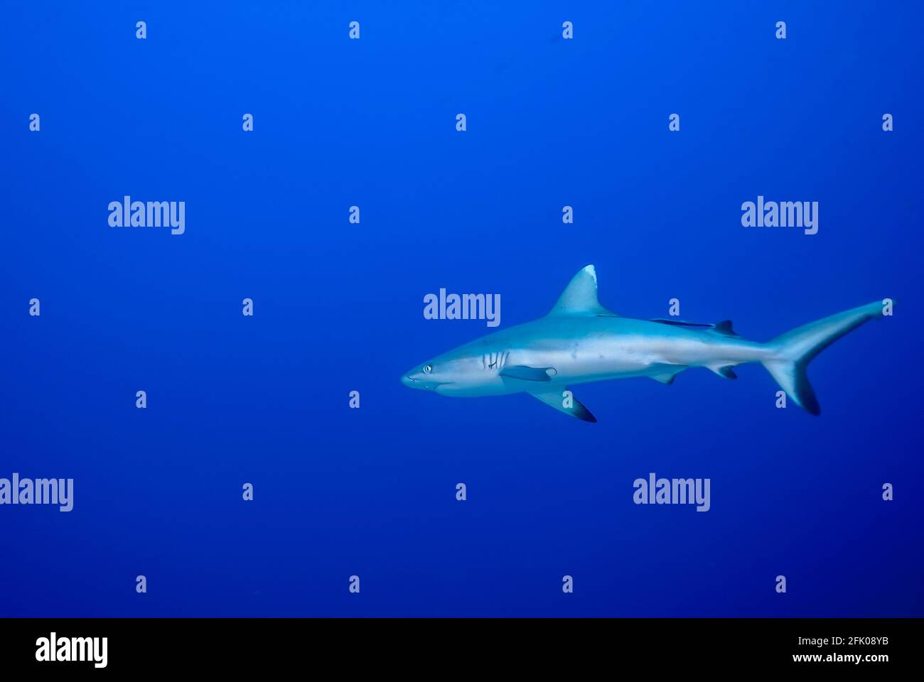 Requin gris (Carcharhinus amblyrhynchos) seul dans le bleu Banque D'Images
