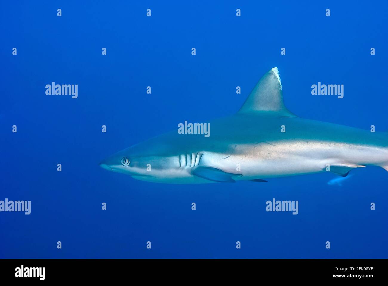 Détail d'un requin gris de récif (Carcharhinus amblyrhynchos) en bleu Banque D'Images
