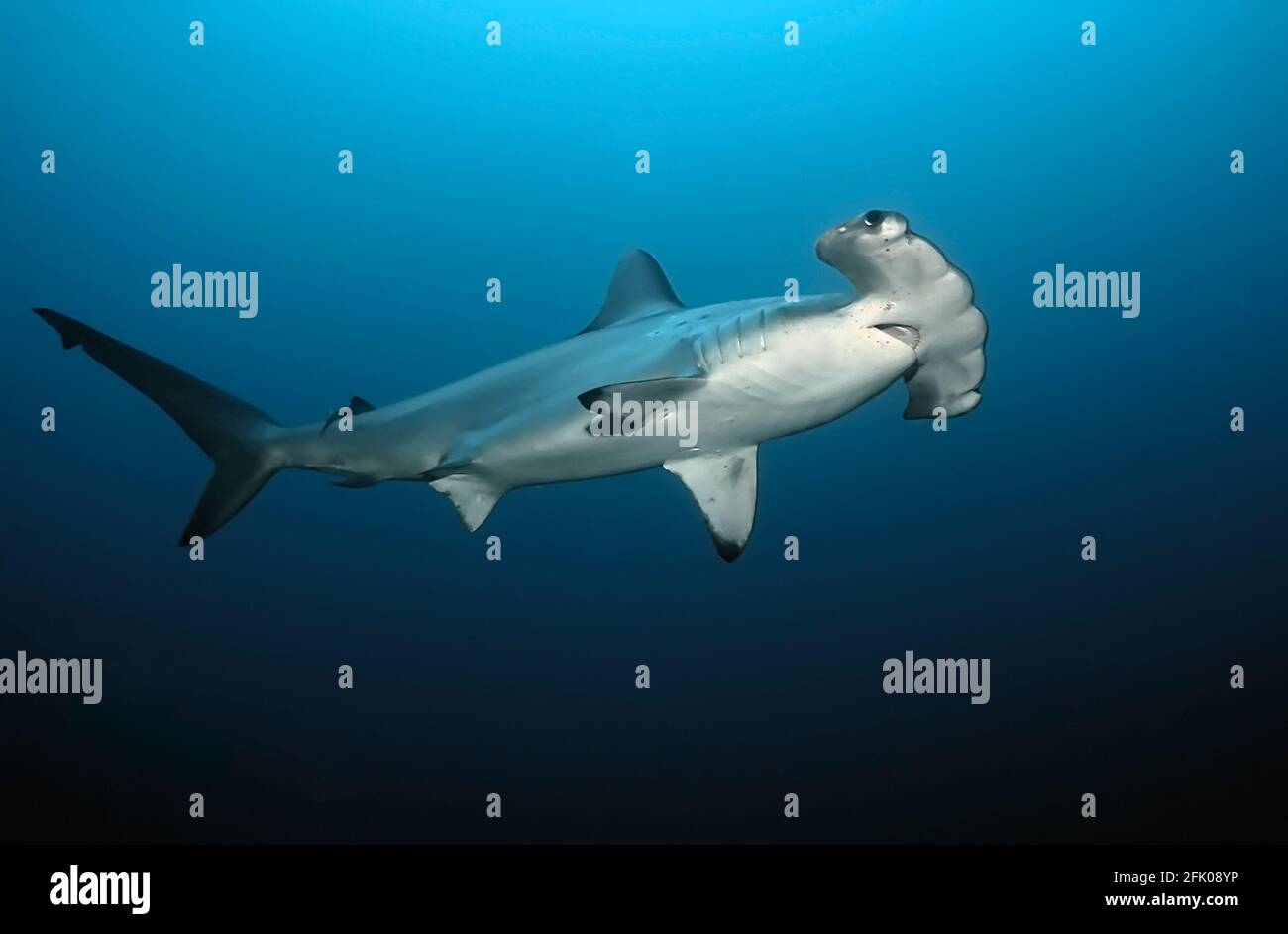 Détail d'un marteau (Sphyrna lewini) nageant dans le bleu Banque D'Images