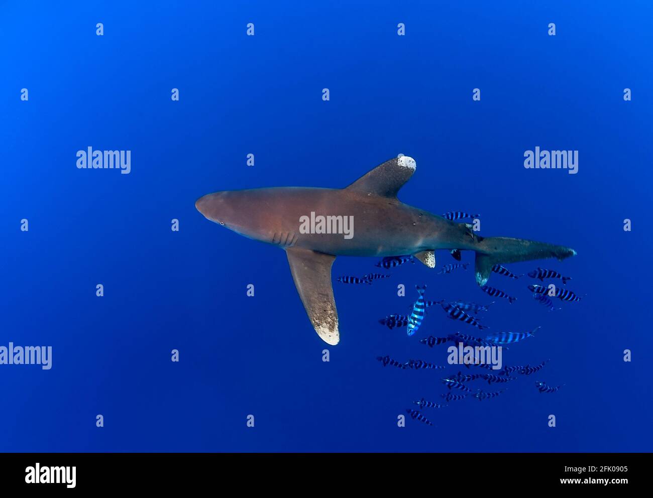 Vue depuis le sommet d'un requin longimanus nageant quelques poissons pilotes Banque D'Images