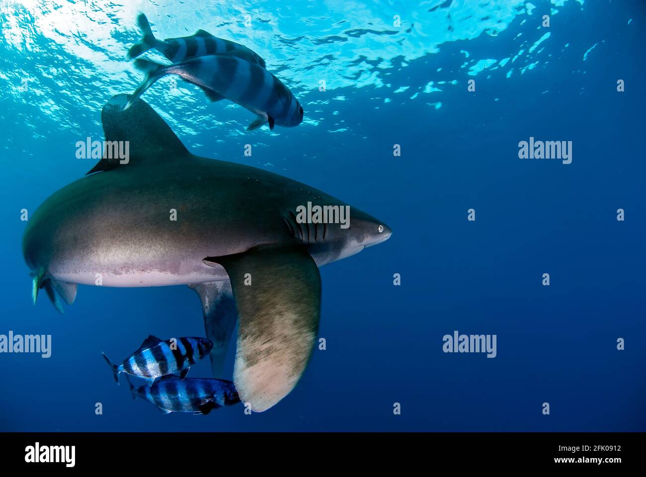 Requin longimanus tournant au premier plan de l'image Banque D'Images