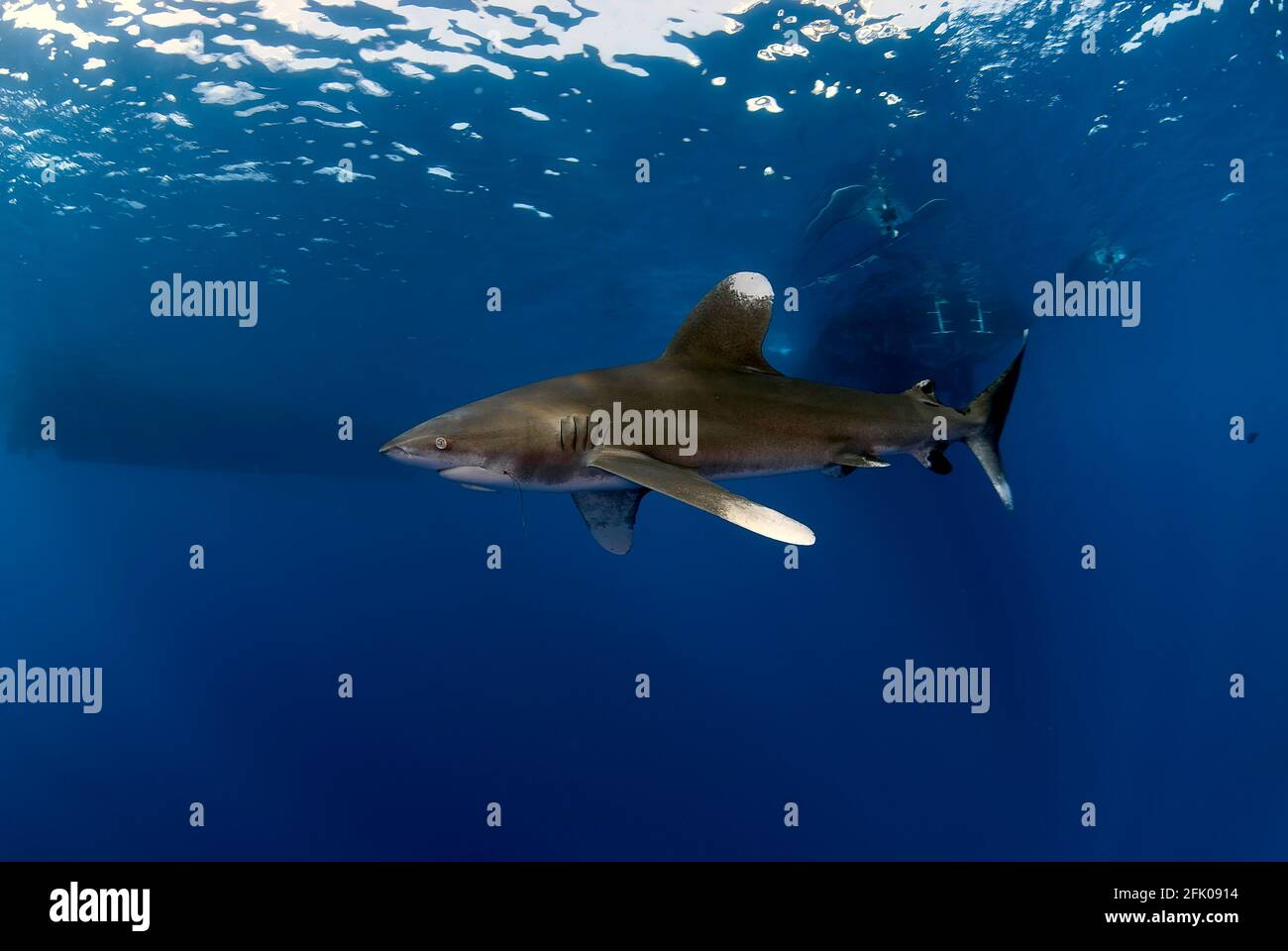 Longimanus avec un crochet dans la bouche nageant près des bateaux. Banque D'Images