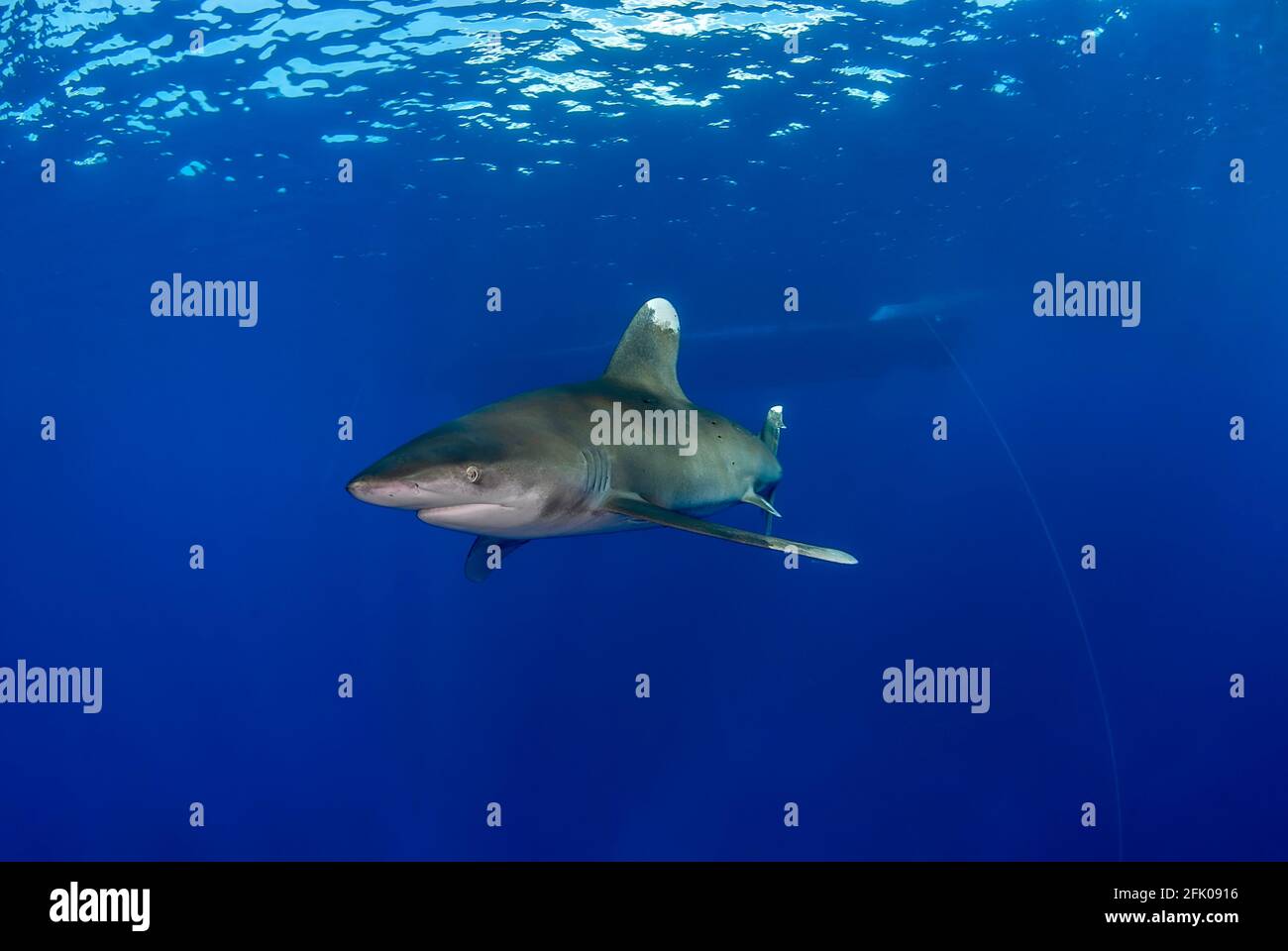 Longimanus dans le bleu avec un bot dans le fond Banque D'Images