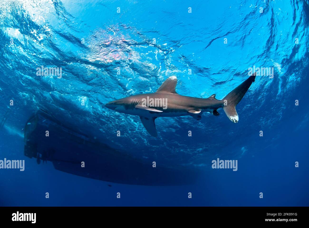 Longimanus se déplaçant près de la surface et près d'un grand bateau. Banque D'Images