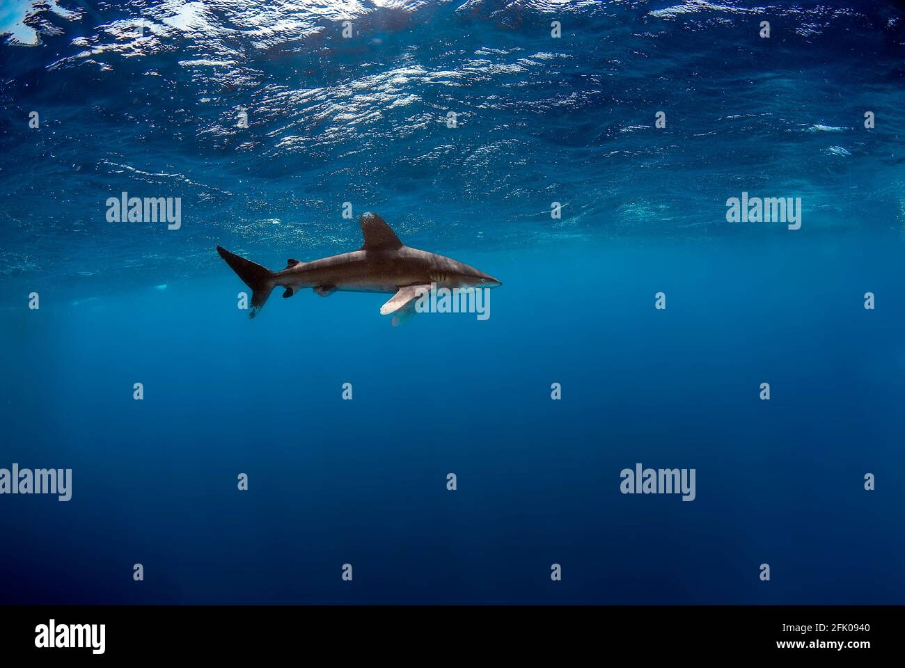 Longimanus se déplaçant près de la surface. Beaucoup d'espace libre bleu pour les conceptions. Banque D'Images