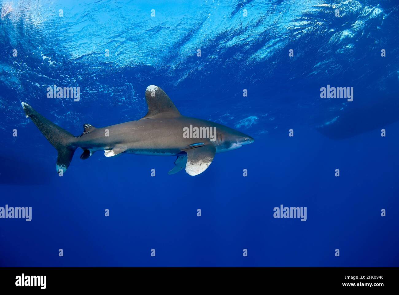 Vue latérale d'un longimanus se déplaçant dans le bleu près de la surface. Banque D'Images