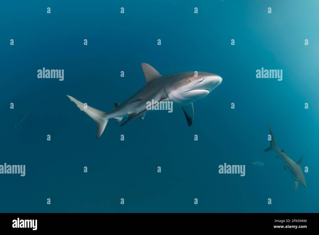 Couple de requins de récif des Caraïbes nageant dans le bleu Banque D'Images